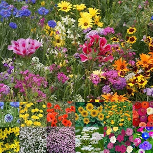 May include: A collage of 10 different flower arrangements, each featuring a variety of colours and textures. The flowers include blue cornflowers, yellow sunflowers, red poppies, pink and purple wildflowers, and white daisies.
