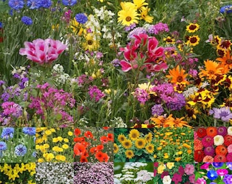 UK Native Wild Flower Throw to Grow Bee and Butterfly 100% Pure Plant Seeds Mix 25g