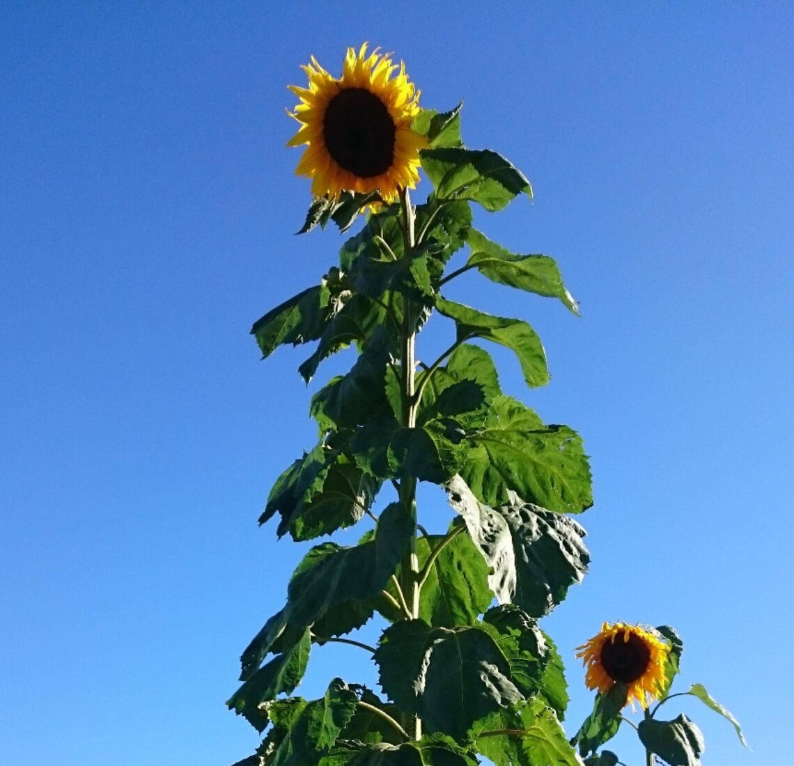 Mongolian Giant Sunflower Helianthus Annuus 15 Seeds Etsy Singapore