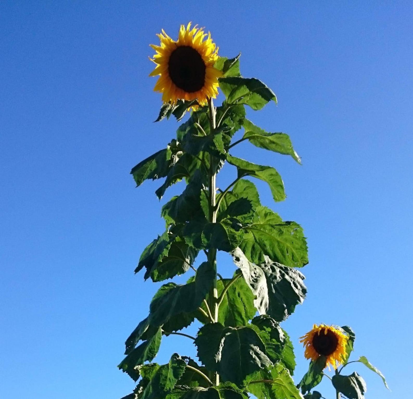 Mongolian Giant Sunflower Helianthus Annuus 15 Seeds Etsy Singapore
