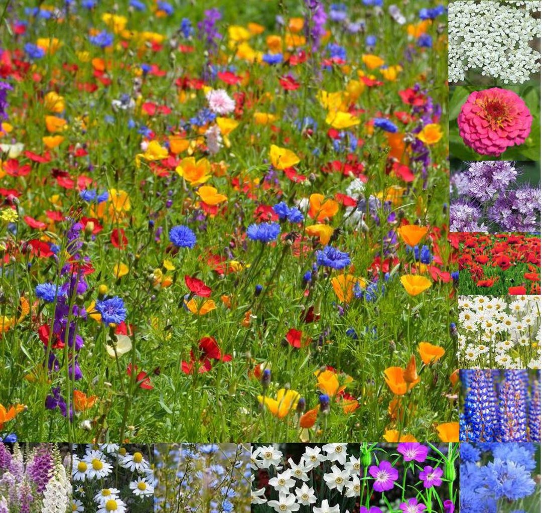 Bee & Butterfly Flower Garden Collection (with Planting Tool)