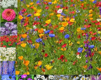 Wild Scented Bee Cottage Garden Grass Seed Free Perennial Plant Mix Flower Seeds 20g