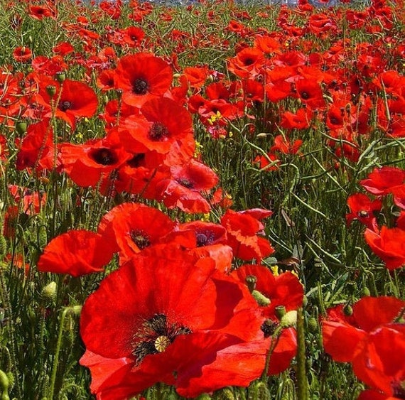 Wild Flower Red Field Poppy Papaver Rhoeas Seeds Etsy