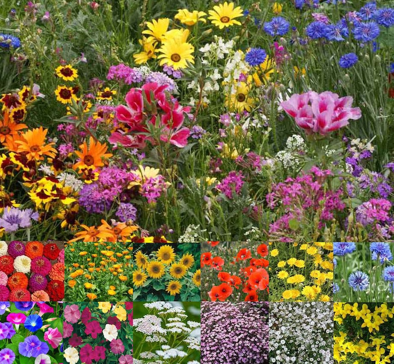 uk wild flower seeds