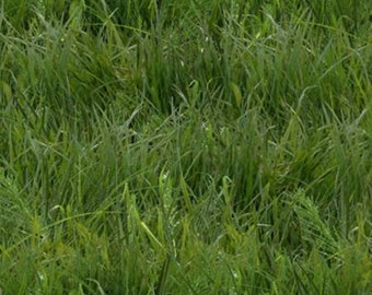 Nature Cotton Fabric by the Yard - Green Grass - Elizabeth's Studio 250E-GREEN