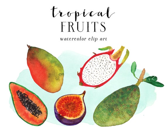 Tropical Fruit Clipart For Commercial Use Watercolor Fruit Etsy