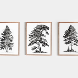 Vintage Tree Sketch Set of 3, Forest Print, Antique Tree Drawings, Nature Sketch, Tree Drawing Art, Rustic Neutral
