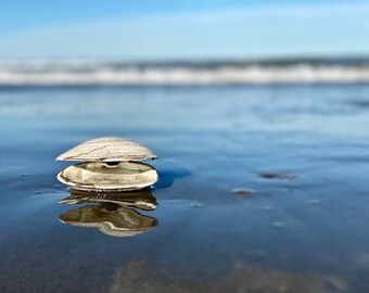 Beach Photography Coastal Living Wall Art Beach House Art Ocean Photography Seashell Wall Decor Nautical Prints