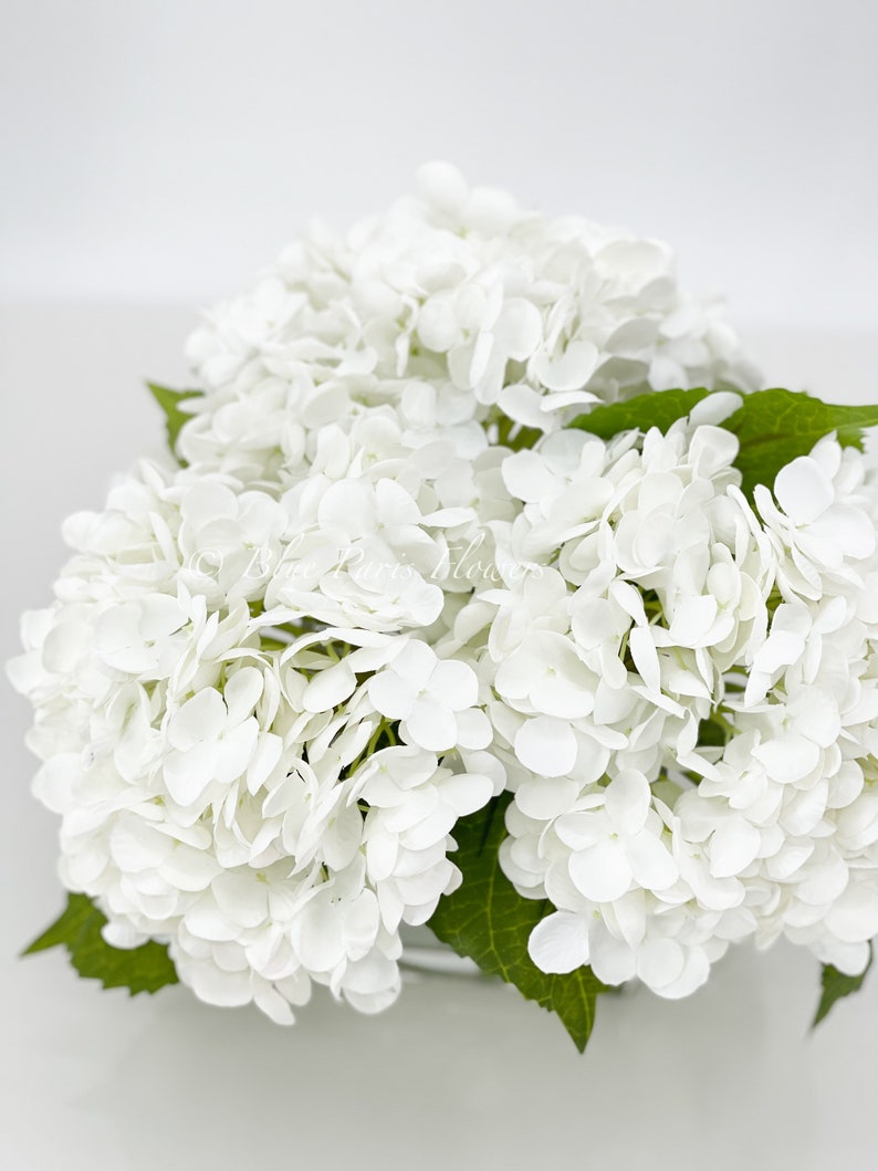 May include: A cluster of white hydrangea flowers with green leaves. The flowers are in full bloom, showcasing their delicate petals. The image is set against a plain white background, highlighting the flowers' bright color and texture. The flowers are likely artificial.