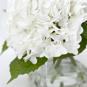 May include: A close-up of a bouquet of white hydrangea flowers in a clear, square glass vase. The flowers are in full bloom, with many delicate petals. Green leaves are visible. The text "Blue Paris Flowers" is in the bottom left corner.