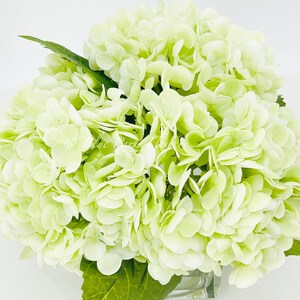 May include: A bouquet of pale green hydrangeas in a clear glass vase. The flowers are arranged in a cluster and have a soft, delicate appearance.