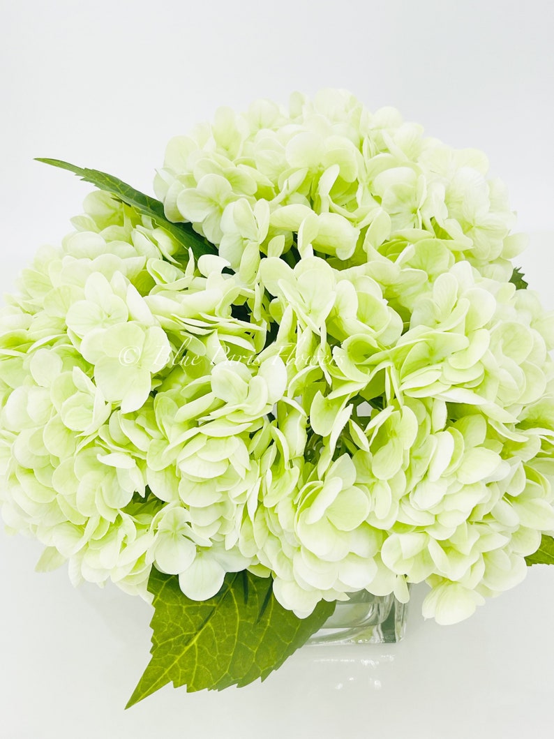 May include: A bouquet of pale green hydrangeas in a clear glass vase. The flowers are arranged in a cluster and have a soft, delicate appearance.