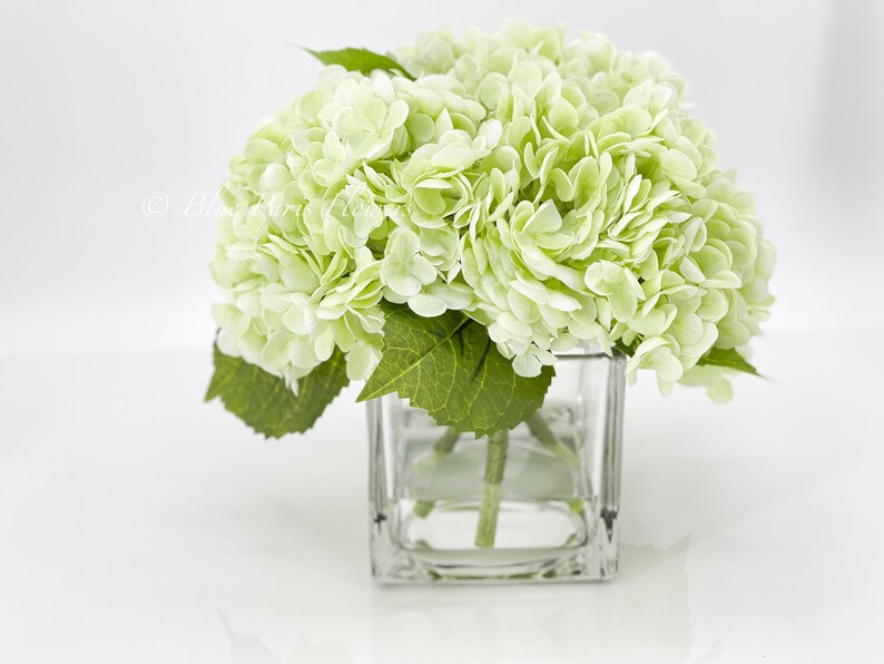 May include: A bouquet of light green hydrangeas in a clear glass vase. The vase is square and has a simple design.
