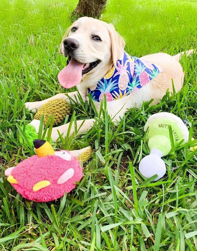 Hawaiian Dog Bandana Clip on dog bandana Hawaii Hawaiian Etsy