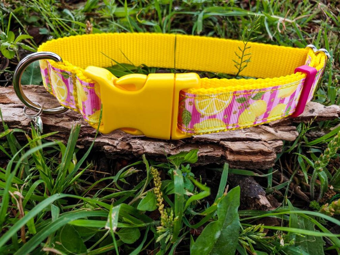 Lemon dog collar Fruit dog collarPink stripe Lemonade Etsy