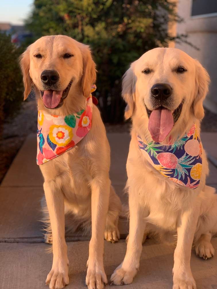 Hawaiian Dog Bandana Clip on dog bandana Hawaii Hawaiian Etsy