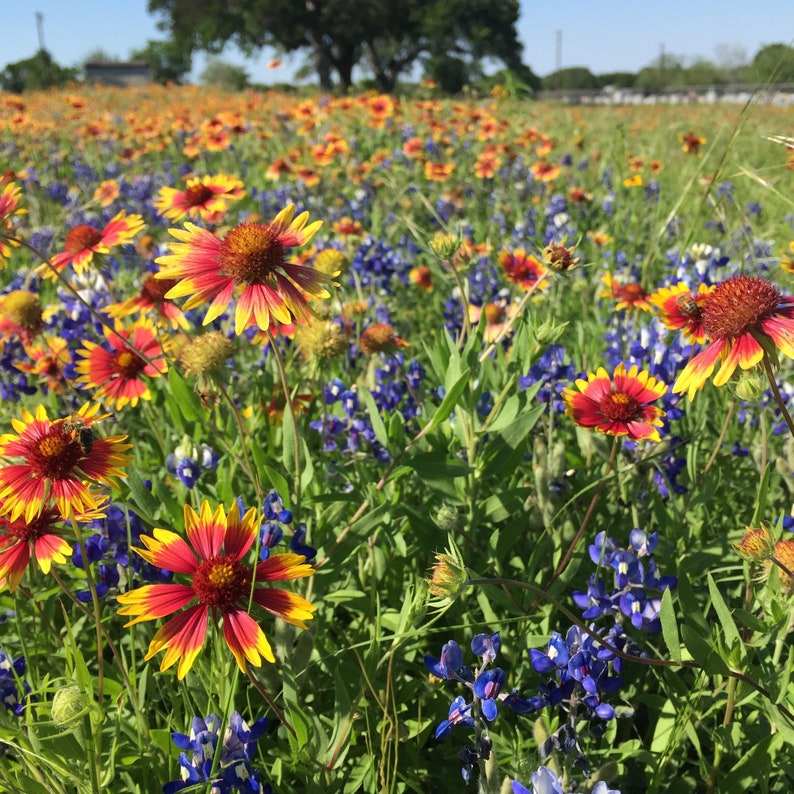 Texas and Oklahoma Native Wildflower Seed Mix Etsy