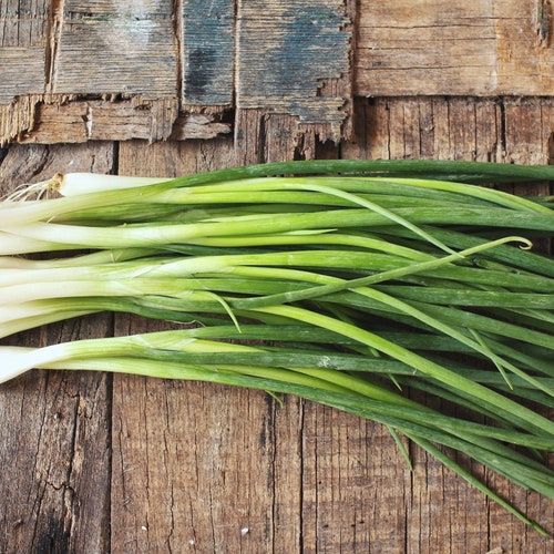 Evergreen Bunching Green Onion Seed Organic Scallion Seeds Etsy