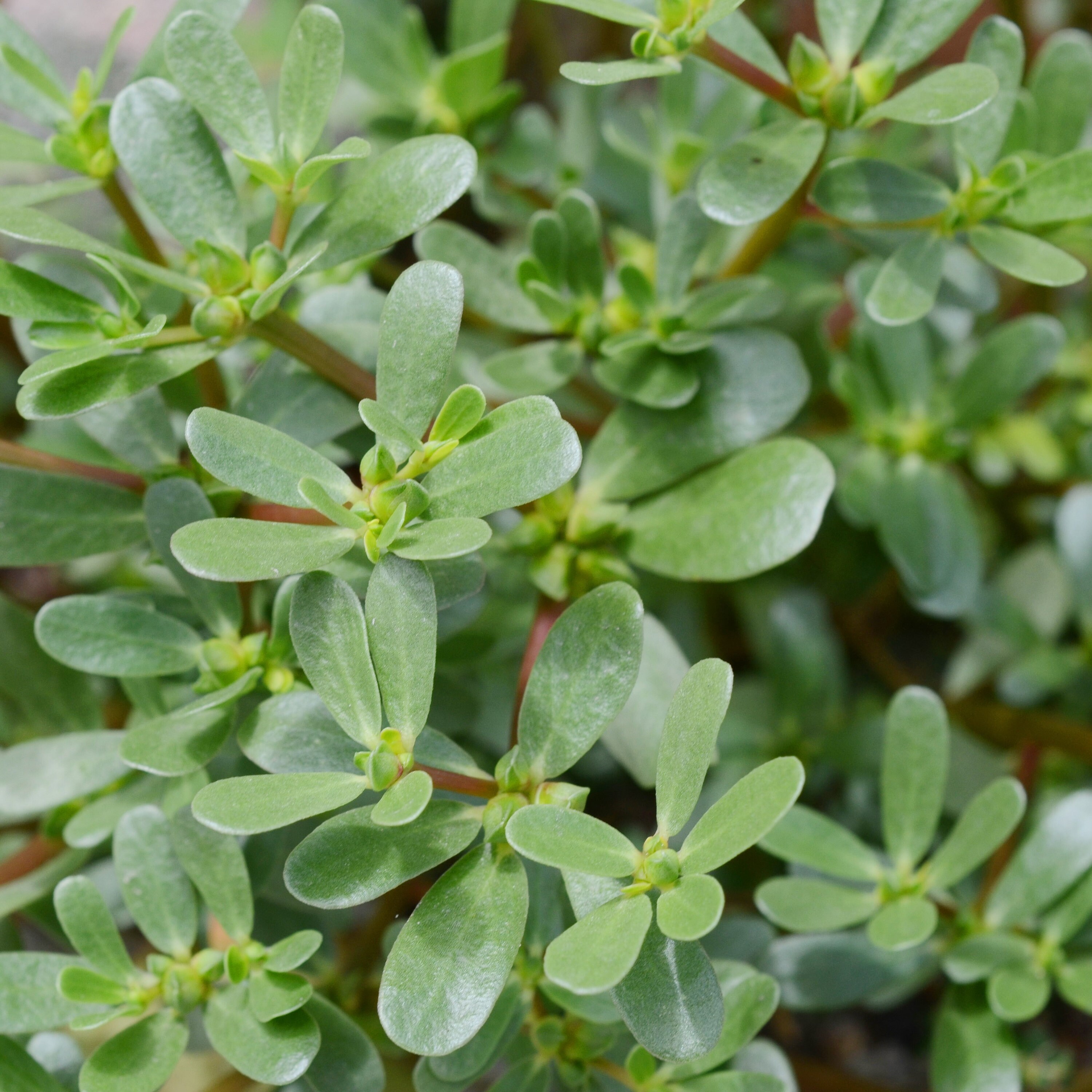 Organic Purslane Seeds- Tall Green Purslane Seeds- Open Pollinated, N…