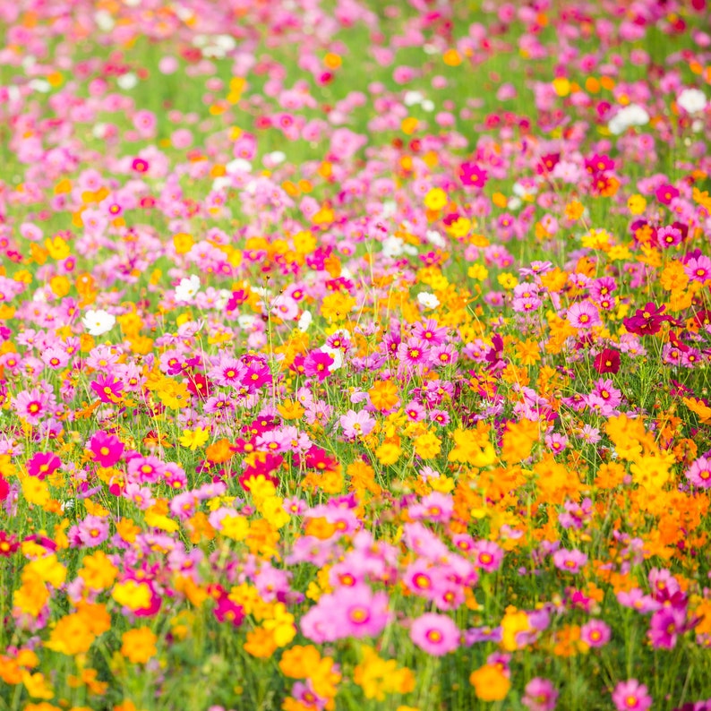 Crazy Cosmos Wildflower Seed Mix - Etsy