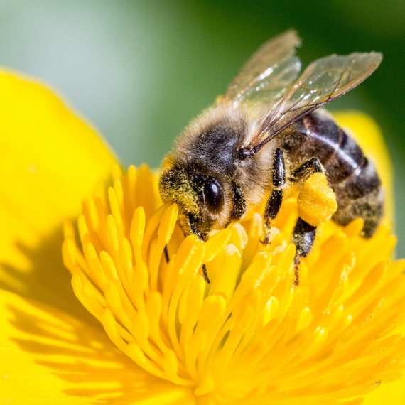 Bee Friendly Wildflower Seed Mix - Etsy