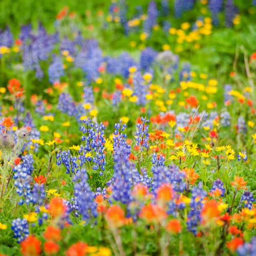 Wildflower Texas Oklahoma Mix Seeds 7gseeds Etsy