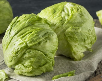 Organic Iceberg Lettuce Plant lactuca Sativa Seeds - Etsy