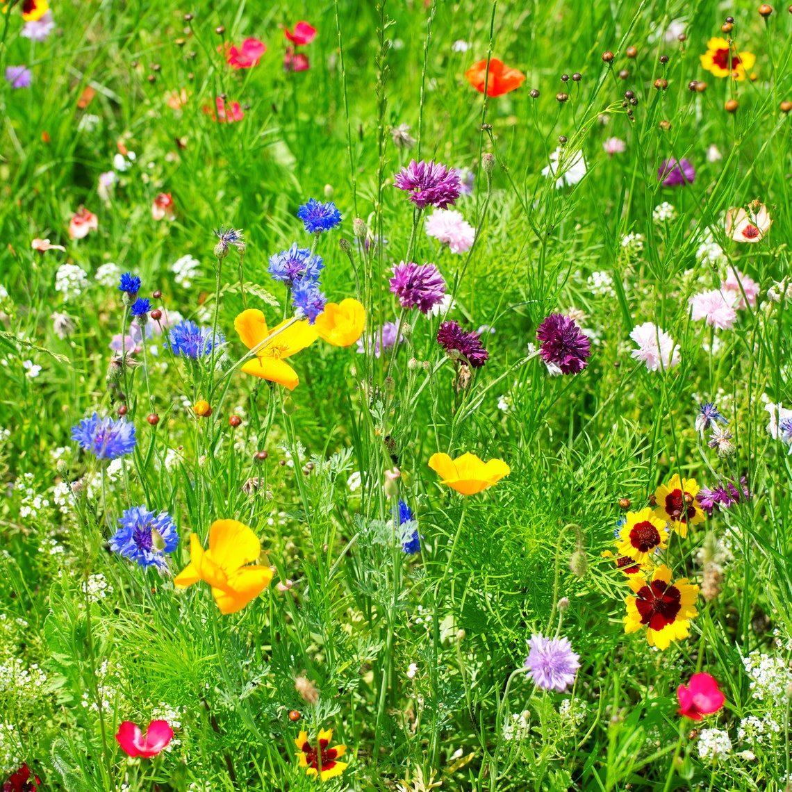 Partial Shade Wildflower Seed Mix Etsy Canada