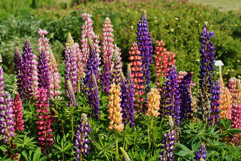 Russell Lupine Seeds | Etsy