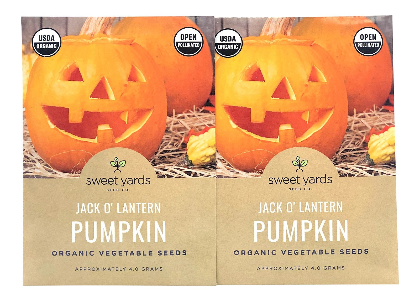 Organic Pumpkin Seeds Organic Jack O'Lantern Pumpkin Etsy