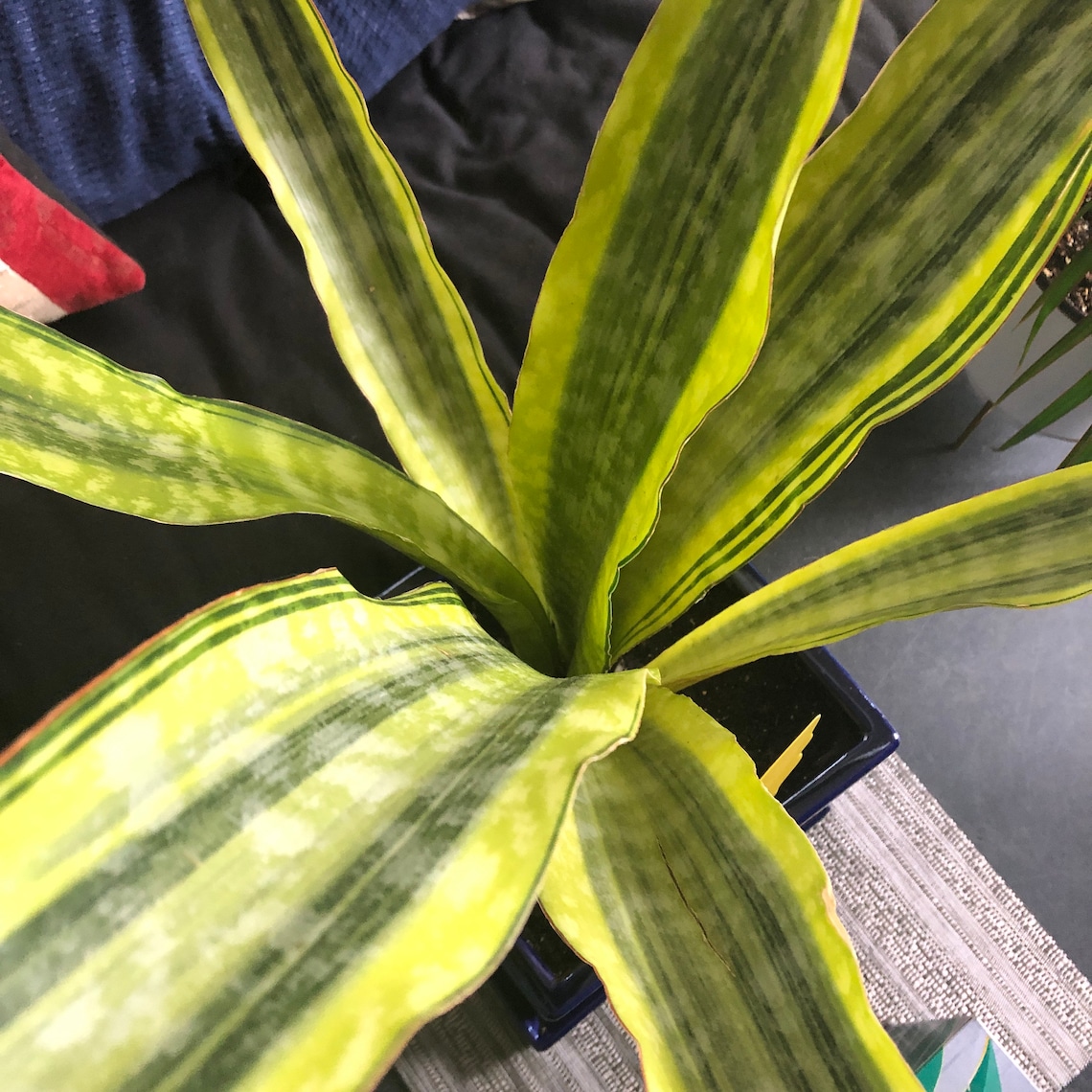 RARE. Lauren Sansevieria snake plant. Pup. Starter plant