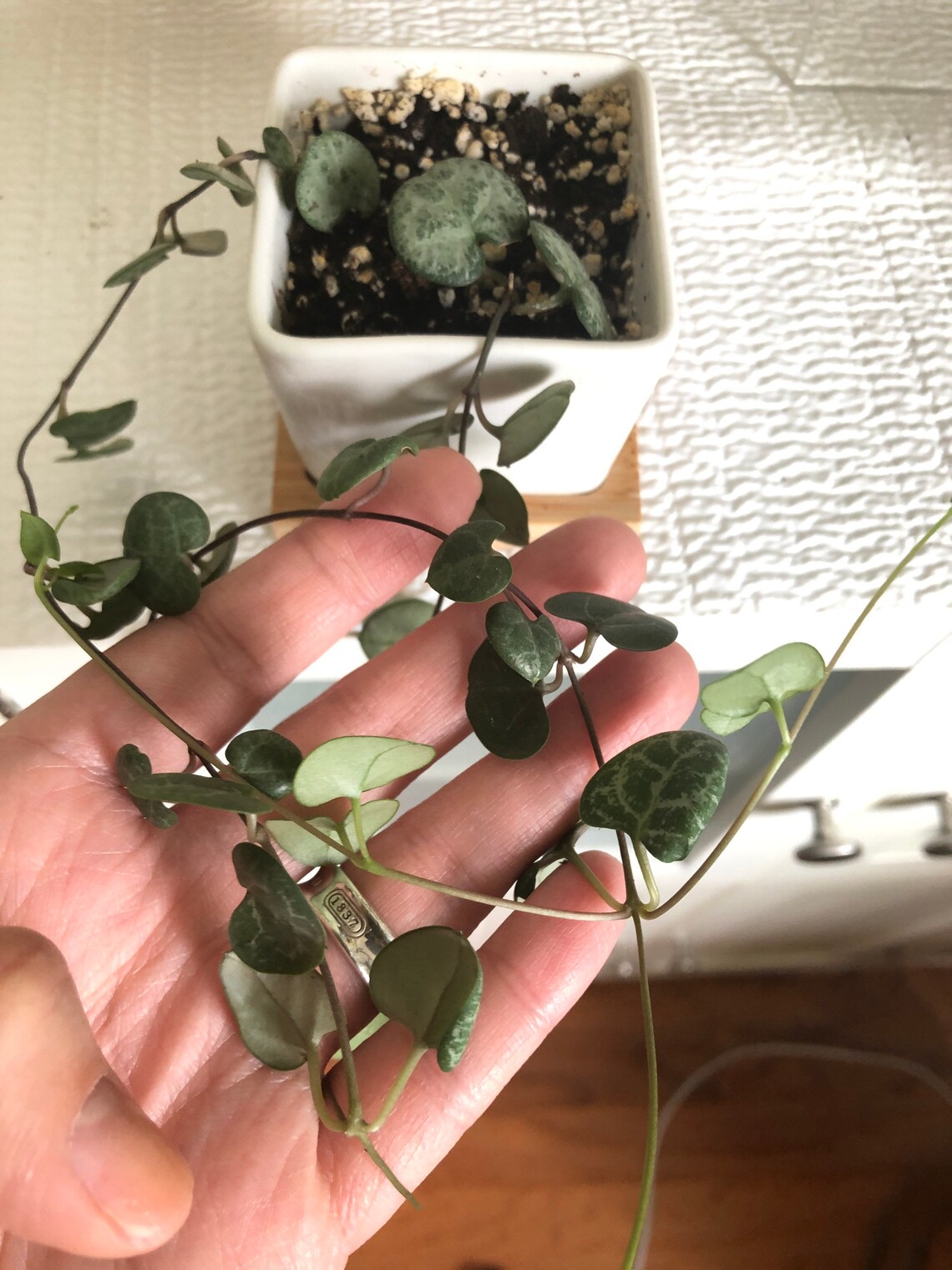 String of Hearts Succulent/Silver Glory Ceropegia Woodii. Etsy
