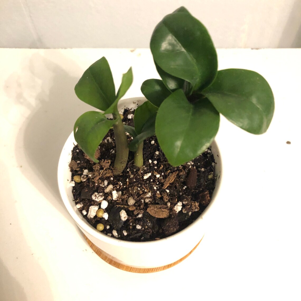 Rare. Baby Zenzi ZZ plant. Zamioculcus zamiifolia Zenni. 3 Etsy