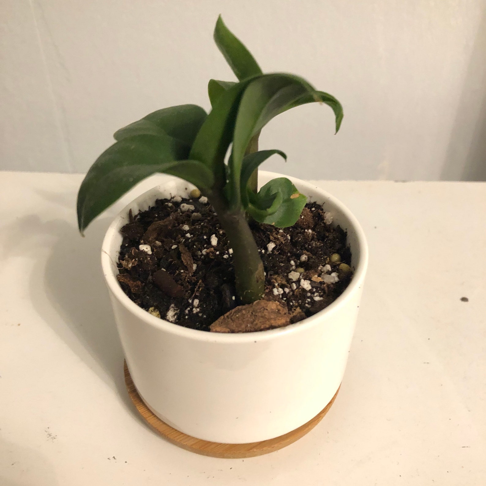 Rare. Baby Zenzi ZZ plant. Zamioculcus zamiifolia Zenni. 3 Etsy
