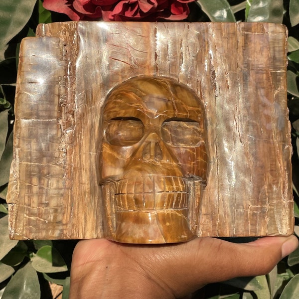 Petrified Wood Slab Skull