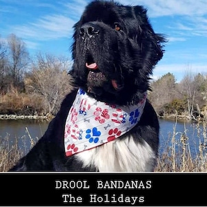 May include: A black and white dog wearing a red, white, and blue bandana with paw prints and stars. The bandana says "Drool Bandanas The Holidays".