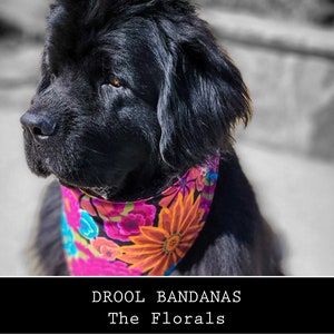May include: A black dog wearing a pink, orange, blue, and green floral bandana. The bandana has a variety of flowers and patterns. The dog is looking to the side. The text "DROOL BANDANAS The FLORALS" is at the bottom of the image.