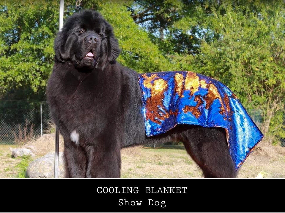 Dog Show Clothing Etsy Canada