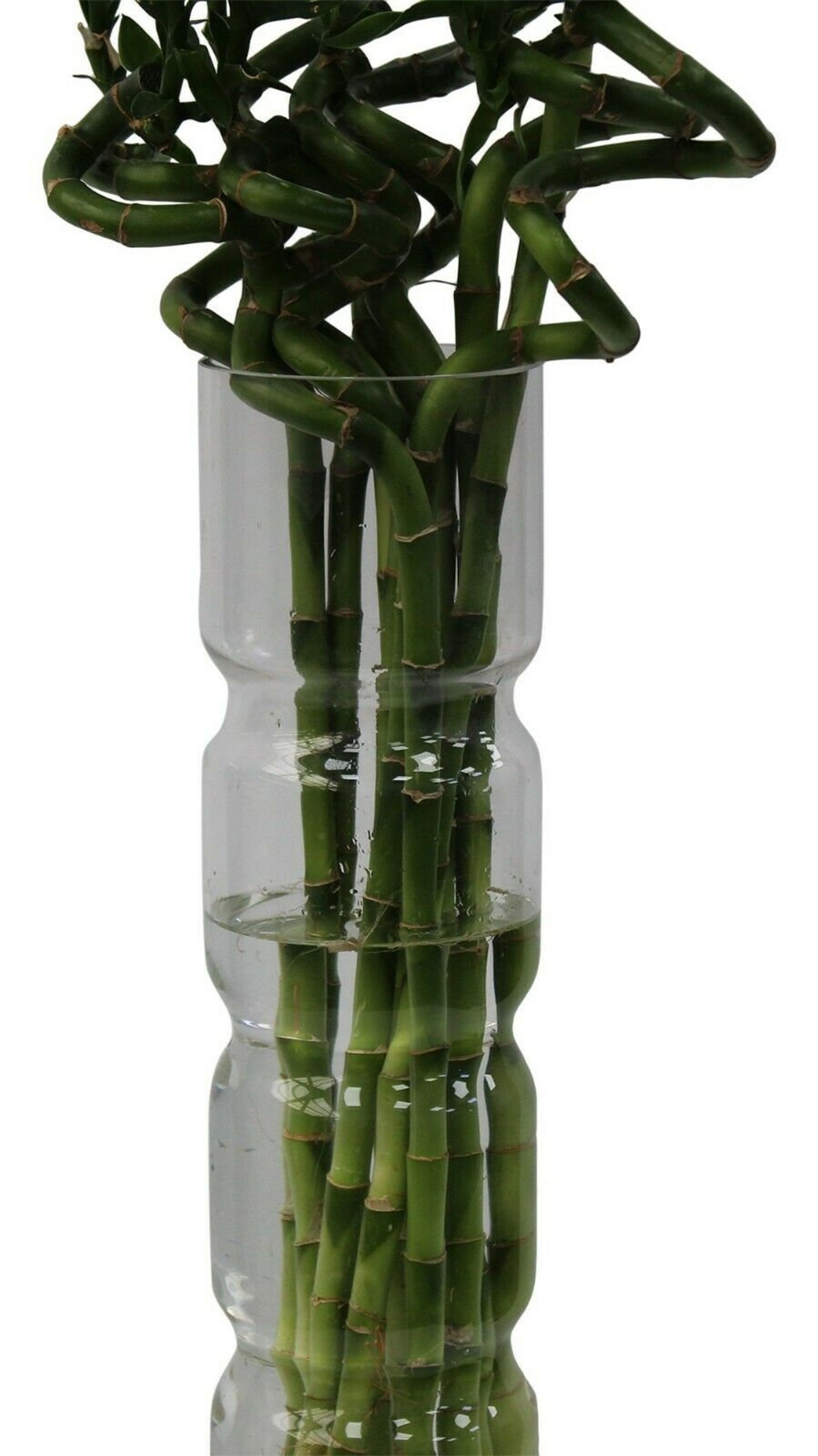 1. Verdant Symbol Of Prosperity: Lucky Bamboo In A Vase