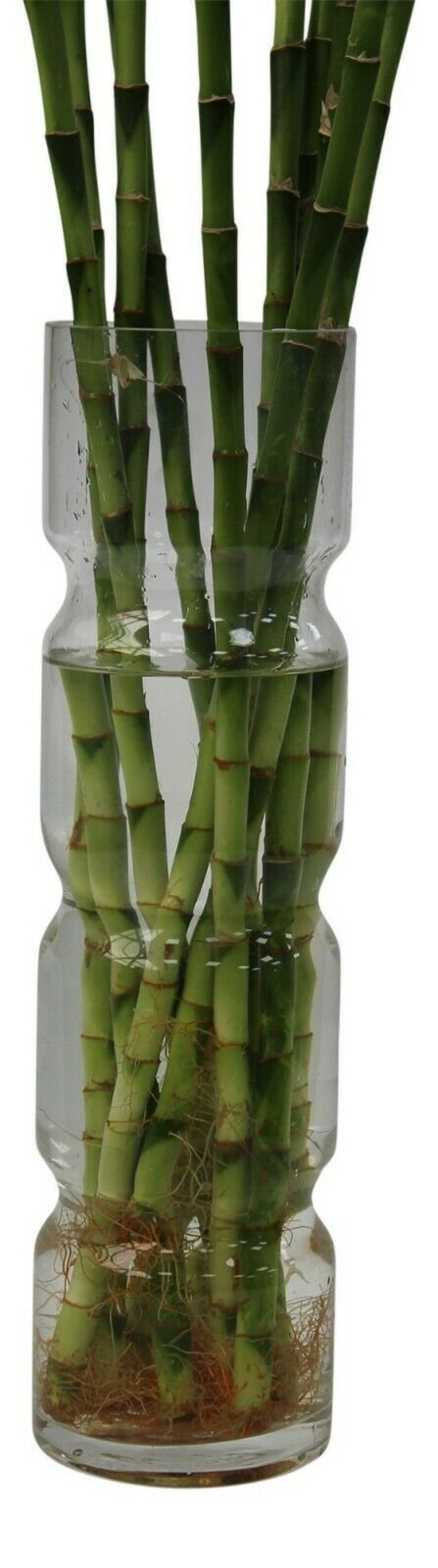 Lucky Bamboo Vase Large Glass Flower Vase 50cm Tall With Etsy