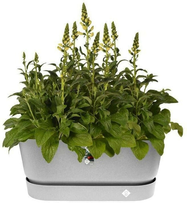 Elho 50cm Plastic Grey Trough Planters Flower Pots Plant Pot & Etsy