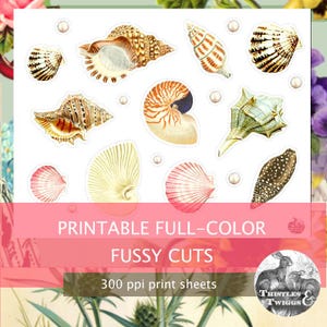 Coquillages vintage en téléchargement numérique 300 dpi, graphiques de haute qualité de coquillages de haute qualité à imprimer pour le scrapbooking et la journalisation