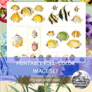 TROPICAL FISH Image vintage 300 dpi en téléchargement numérique Ensemble de graphiques à imprimer pour le scrapbooking et la journalisation