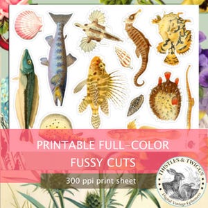 SEA CREATURES 4 téléchargement numérique 300 dpi vintage Fussy Cut graphiques pour le scrapbooking et la journalisation