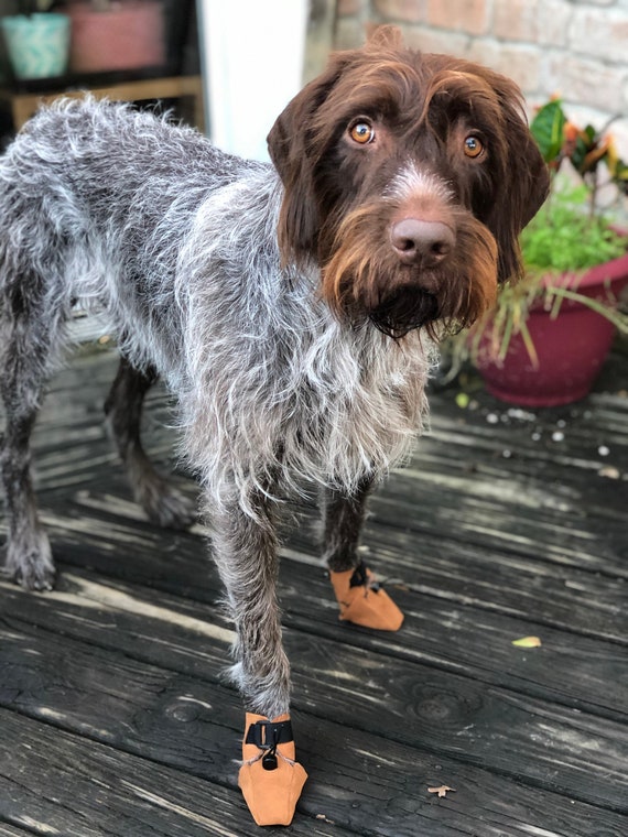 leather dog boots