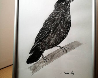 Original A4 Jackdaw pen and ink drawing on 220g heavyweight cartridge paper