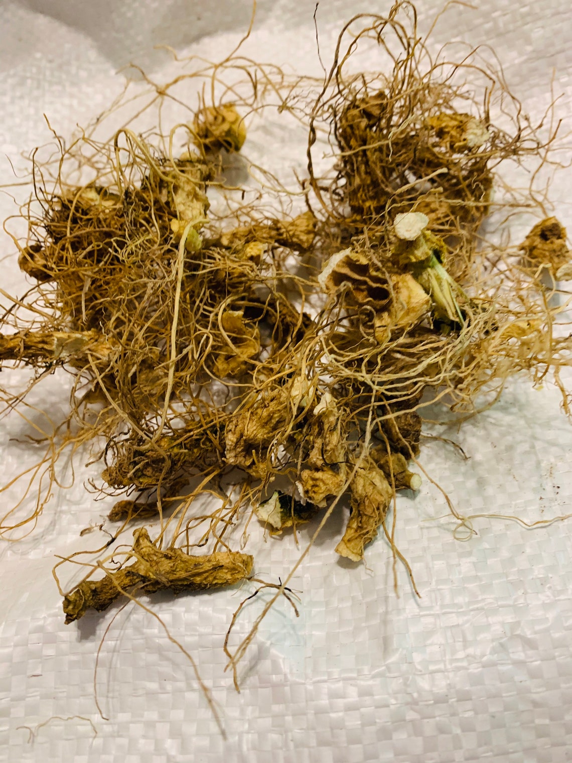 Solomons Seal Root polygonatum Bitlorum True Solomons Seal Etsy