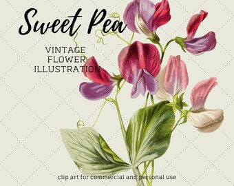 Free Free Sweet Pea Clip Art Svg 450 SVG PNG EPS DXF File