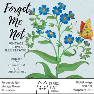 Forget-Me-Not vintage Flower Clip Art Digital Download 300 DPI PNG avec arrière-plan transparent