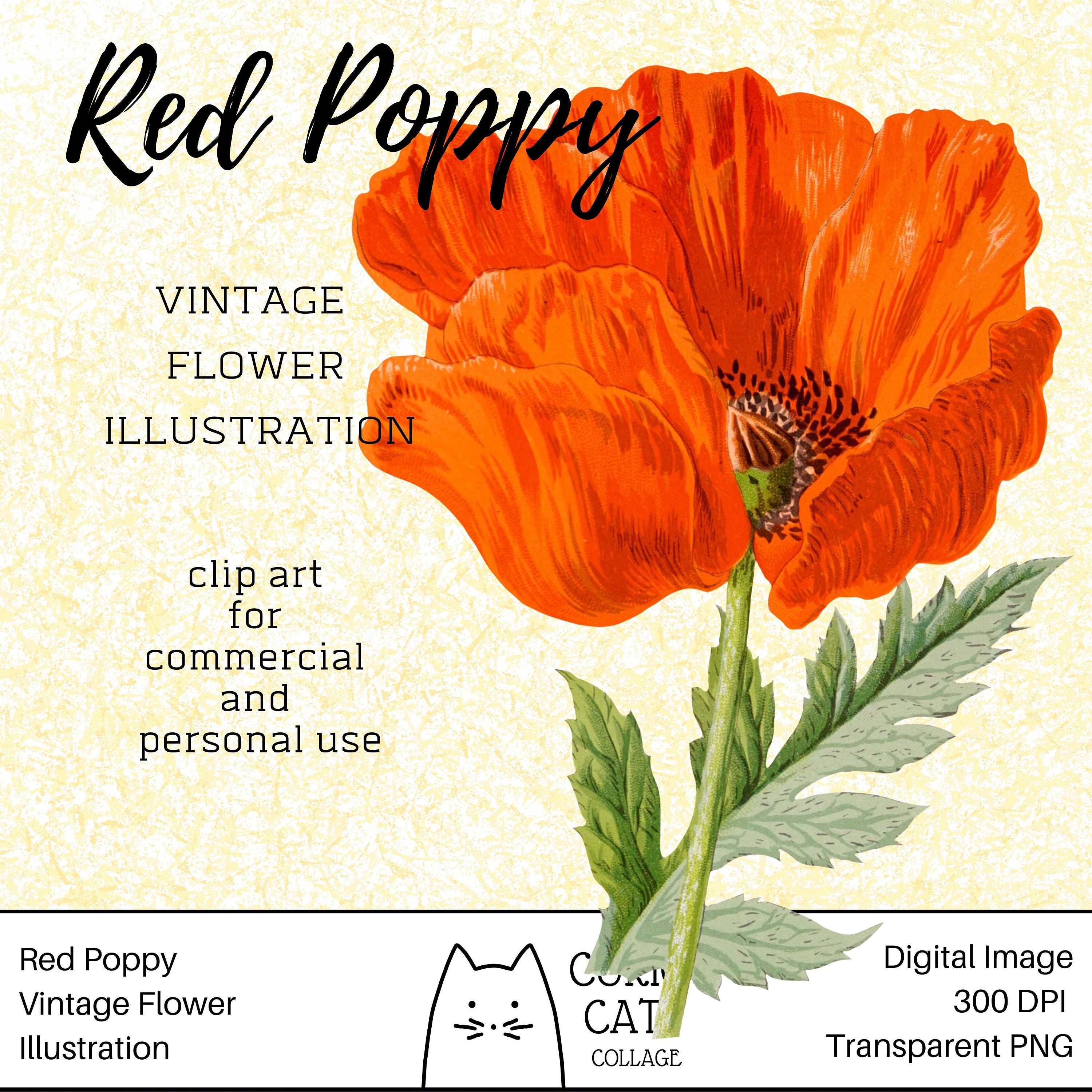 Red Poppy Vintage Flower Clip Art Digital Download Instant | Etsy